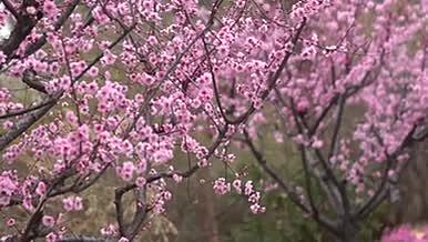 实拍高清唯美樱花视频的预览图